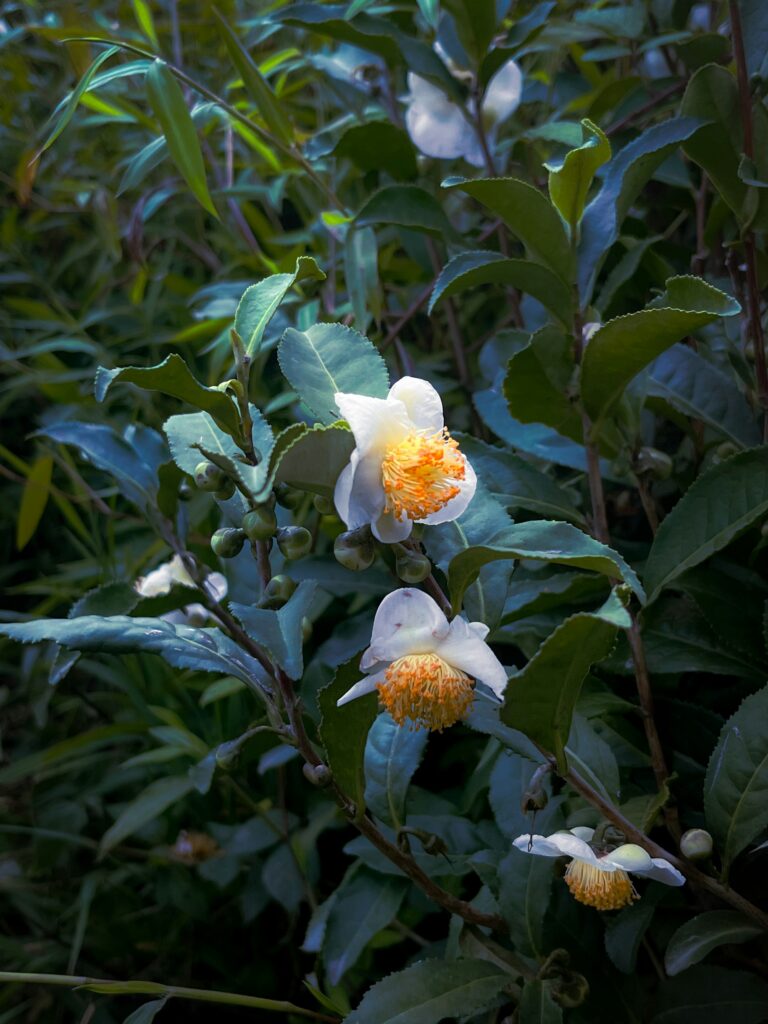 green tea flower image a nod towards cultivation