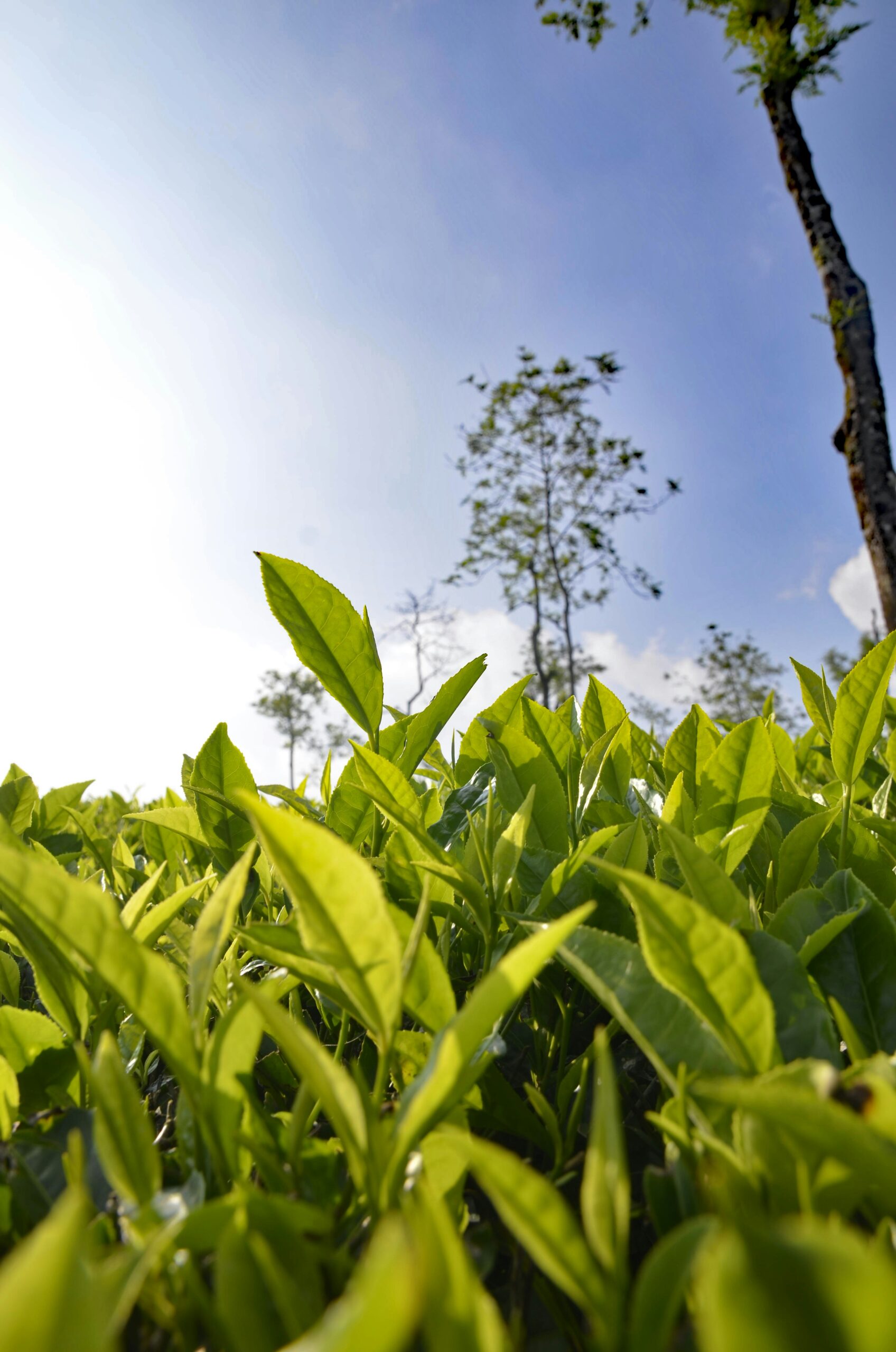 Green Tea Plant (Camellia sinensis): Benefits, Uses, Safety and Dosage