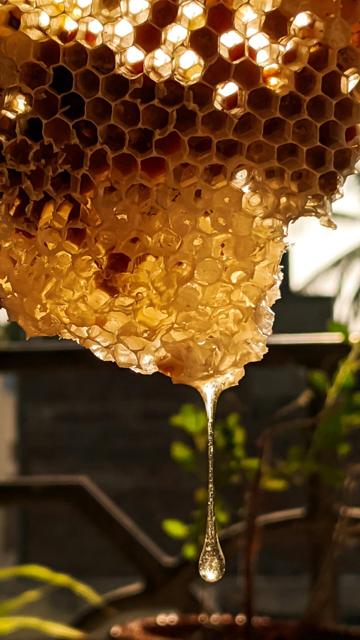 An image of honey and propolis