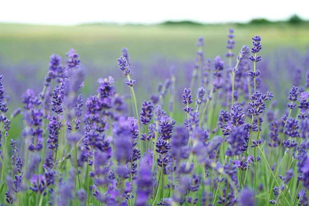 Image of lavender in the fields, a nod to its cultivation