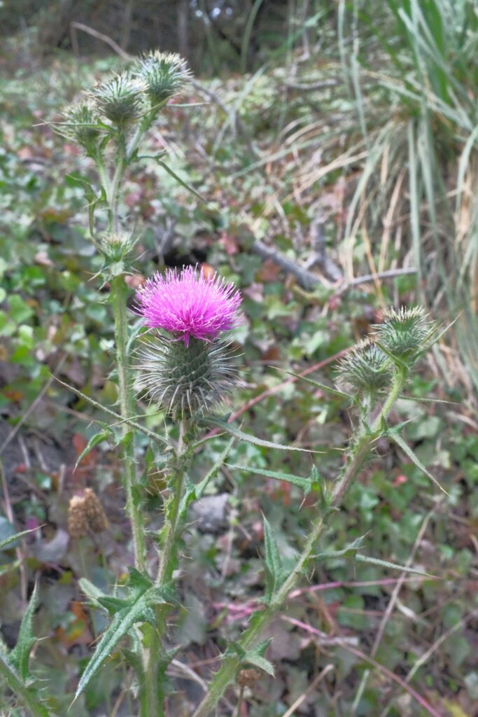 Milk thistle: close view of the plant on a farm