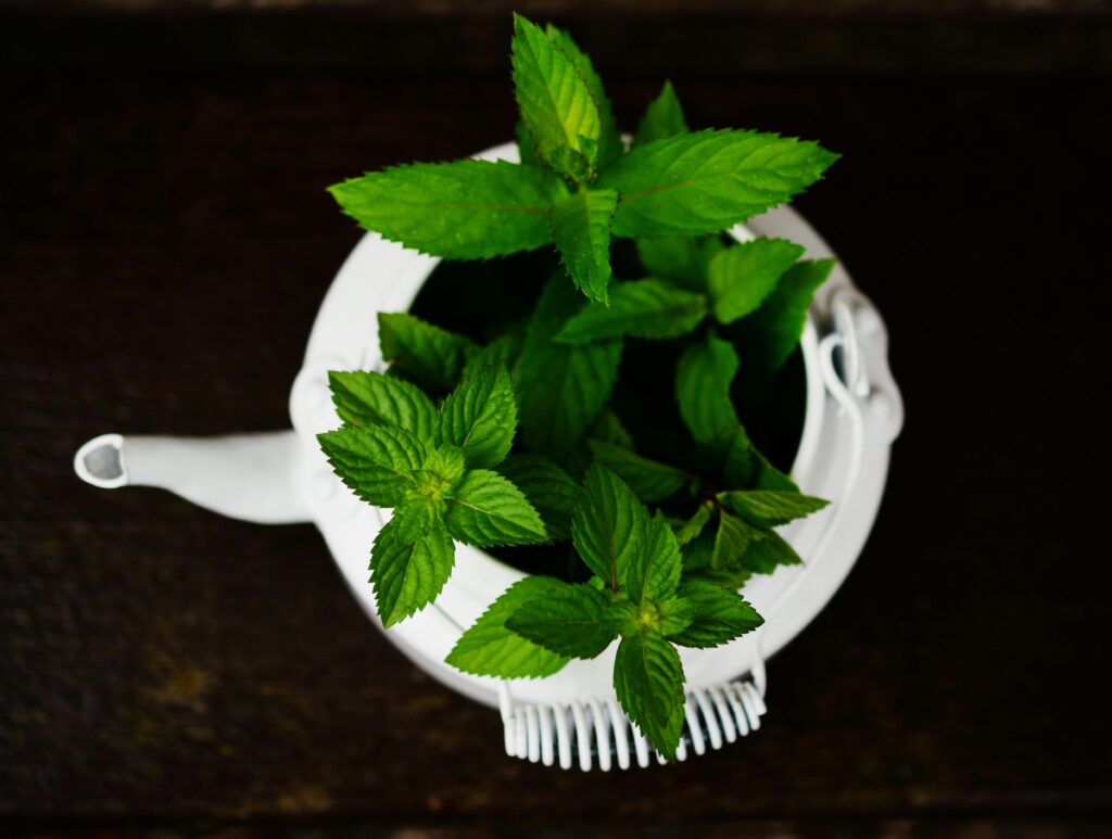 Peppermint in a pot, cultivation visualization