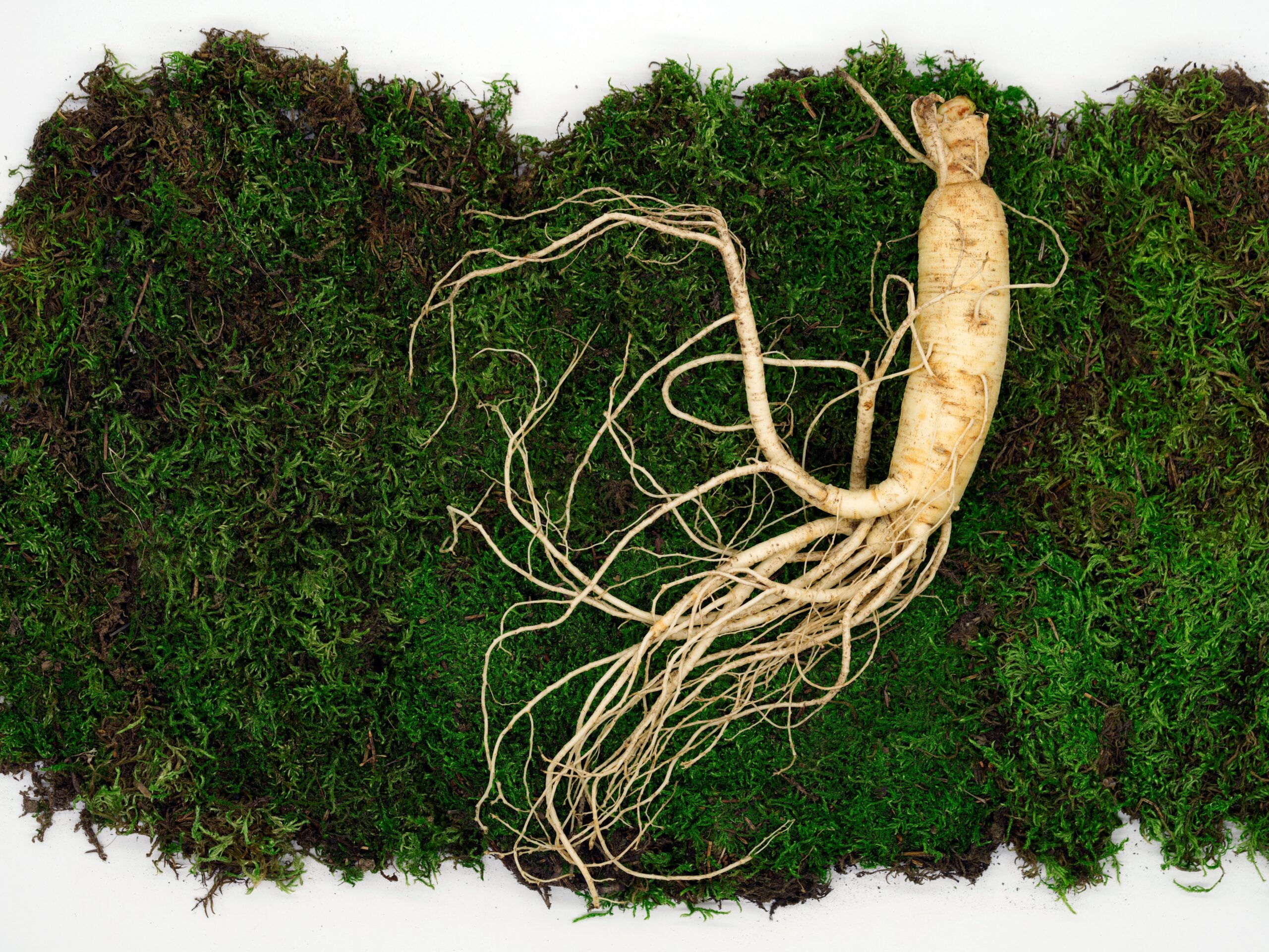 A picture of ginseng root
