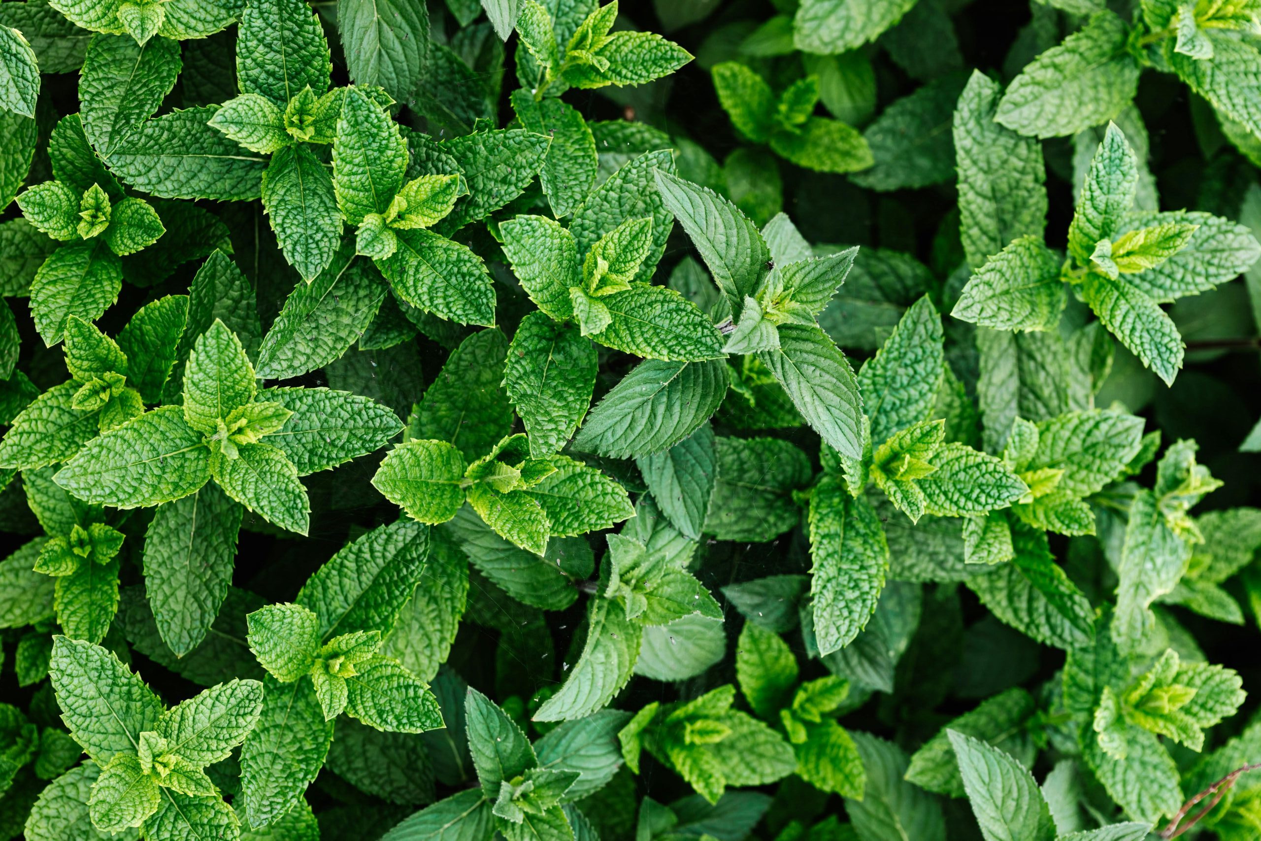 Peppermint: Benefits, Uses, Safety and Dosage