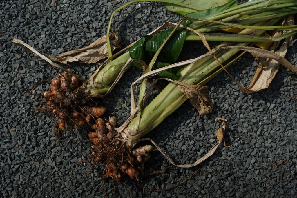 A real image of freshly harvested turmeric as a visual indication on cultivation